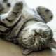 צבע של חתול הבריטי Whiskas: תכונות צבע ודקויות של טיפול