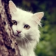 Beskrivelse av Angora katter, deres egenskaper for å holde og fôre