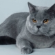 A kék brit macskák leírása és tartalmuk finomsága