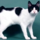 Descripción, carácter, alimentación y cría de gatos bobtail japonés.