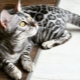 Description and rules of the maintenance of Bengal gray cats