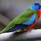 Description of species of grass parrots and the rules of their content