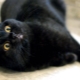 Features, character and content of British cats black color