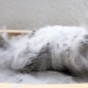 Features bathing chinchillas