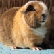 „Teddy Guinea Pig“ savybės ir jų turinio taisyklės