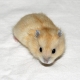 Características de reprodução dos hamsters Dzungar