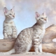 Peculiarities of snowy Bengal cats
