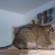 Peculiarities of degu content at home
