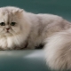 Persų šinšilos: kačių veislės ir pobūdžio aprašymas