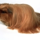 Peruvian Guinea Pigs: Breed Description and Features