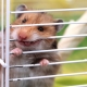 Hvorfor gnider en hamster et bur og hvordan man spionerer det?