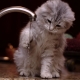 Miért félnek a macskák a vizet?