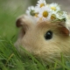 Why is the guinea pig so called?
