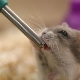 Bebedores para um hamster: tipos, instalação e fabricação