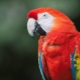 Parrot macaw: arter, regler for opbevaring og avl