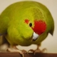 Parrot kakarik: a tartás és a tenyésztés leírása, típusai, jellemzői