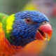 Parrot Lory: สปีชี่ส์ชนิดและกฎของเนื้อหา