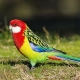 Rosella papegøje: beskrivelse, typer, indholdsregler
