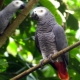 Jacquot parrot: description of species, peculiarities of content, rules of choice