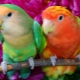 Papağan içeriğinin popüler türleri ve özellikleri