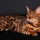 Rasy kotów i kotów pręgowane kolor i ich zawartość