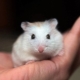 Raças de pequenos hamsters e características de seus cuidados