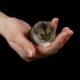 Regler for at holde dzhungar hamster hjemme
