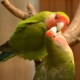 A papagáj lovebirdek tartásának szabályai
