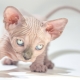 Levensverwachting van Sfinx katten en manieren om het uit te breiden