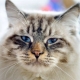 Ragamaffin: a macskák fajtájának leírása, tartása és tenyésztése