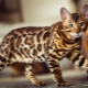 Bengáli macskák színei