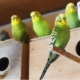 Opdrættet bølgete papegøjer derhjemme