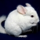 White Chinchilla Varieties and Cultivation