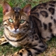 Bengal cat feed rating