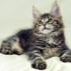 Recommendations for the maintenance of Maine Coon