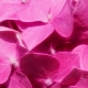 Rožinė spalva psichologijoje