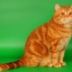القطط البريطانية الحمراء: الوصف ، وقواعد الحفظ والتكاثر