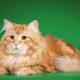 Vörös szibériai macskák: fajtajellemzők és tartalom
