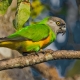 Szenegál papagájok: jellemzők, tartási és tenyésztési szabályok