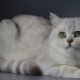 Ezüst brit chinchilla: macskák leírása és karbantartása