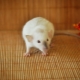 Siamilainen rotta: ominaisuudet ja hoito kotona