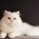 Gatos siberianos de cor branca: descrição da raça e peculiaridades do cuidado