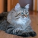 Siberia kucing warna abu-abu: ciri-ciri dan ciri-ciri penjagaan