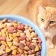 Mennyi száraz élelmiszer ad egy macskát?