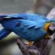 Hvor lang tid lever en macaw papegøje og hvad påvirker forventet levetid?