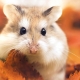 Kuinka kauan hamsterit elävät?
