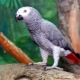 Hvor mange levende papegøjer jaco?