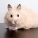 Hvor længe lever syriske hamstere hjemme?