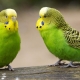 Gaano karaming nabubuhay ang mga parrots?