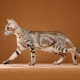 Sokok: descripción de la raza de los gatos, especialmente el contenido y la elección de los apodos